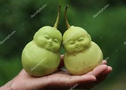 Buddha Shaped Pears