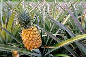 Pineapple From Lost Gardens of Heligan