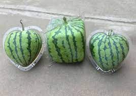 Square Watermelon