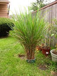 Lemon Grass Farming Business