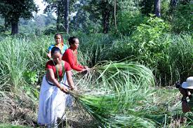 Lemon Grass Farming Business