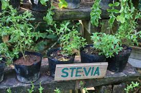 Stevia Farming Business ideas