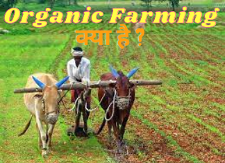 organic farming in india