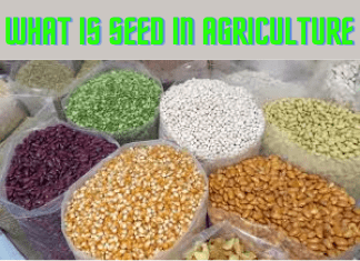 What is Seed in Agriculture